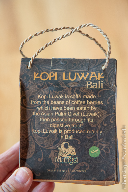 kopi luwak